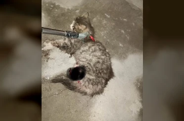 Ayvacık’ta otomobilde sıkışan kedi kurtarıldı 