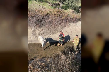 Ayvalık’ta itfaiyeden at kurtarma operasyonu 