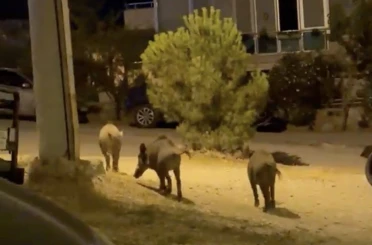 Ayvalık’ta yaban domuzları şehre iniyor 