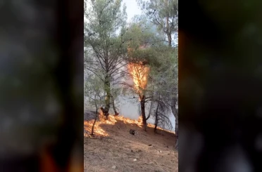 Ayvalık’taki orman yangını kontrol altına alındı 