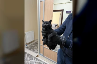 Bacaya giren kedi 6 saatlik sonunda kurtarıldı