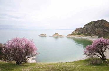 Badem çiçekleri Van Gölü kıyılarını renklendirdi 