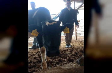 Bağışlanan buzağı ve kuzular Mert sağlığına kavuşması için desteğe dönüştü 