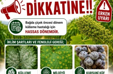 Bağlarda üreticilere ilaçlama uyarısı 