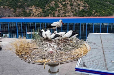 Baharın habercisi leylekler, yeni yavrularıyla göç yolculuğuna hazırlanıyor 