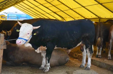 Bahçelievler’de Kurban Bayramı hazırlıkları tamamlandı 