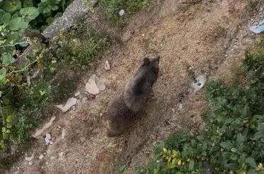 Bahçeye giren ayı paniğe yol açtı

