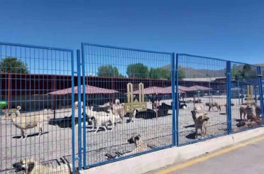 Bakan Mustafa Çiftçi’nin Erzurum’daki sokak köpeği başarısı Türkiye’ye örnek oluyor 