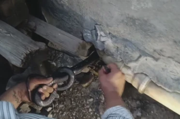 Bakmaya bile korkanlar varken o koluna dolanan 1 buçuk metrelik 2 yılanı saklandığı delikte yakaladı 