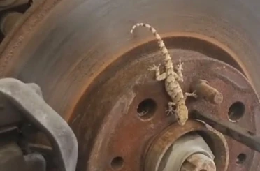 Balata değişimi sırasında tekerlekten çıkan kertenkele şaşırttı 