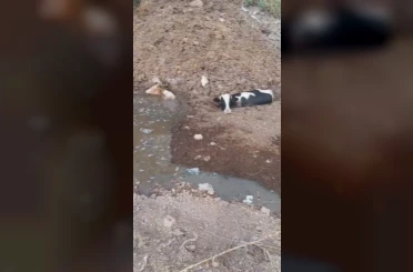 Balçığa saplanan 3 inek zorlu çalışmayla kurtarıldı 