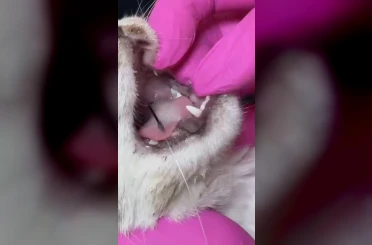 Balık artıklarını yemek isteyen kedinin ağzı ve ayağına olta kancası battı 