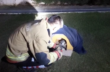 Balık misinasına dolanarak yaralanan kedinin imdadına itfaiye yetişti 