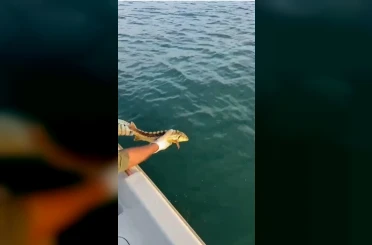 Balıkçılar ağlarına takılan nesli tehlike altındaki Mersin balığını geri denize bıraktı 