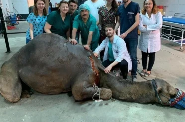 Balıkesir Veteriner Fakültesinde bin 250 hasta hayvana teşhis ve tedavi hizmeti sunuldu 