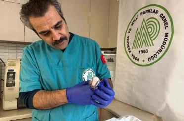 Balıkesir’de bitkin halde bulunan porsuk yavrusu koruma altına alındı 