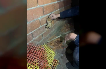 Balıkesir’de duvar arasına sıkışan yavru kediyi itfaiye kurtardı 
