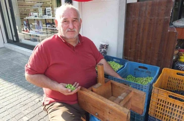 Balıkesir’de kırma zeytinlerin hazırlanmasına başlandı 