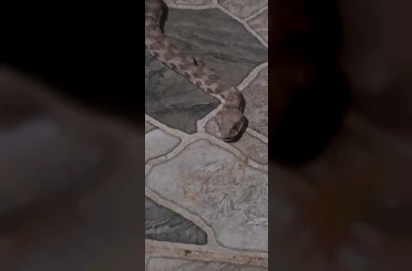 Balkona çay içmeye çıktı, karşısında dev yılanı görünce donakaldı 