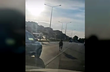Başıboş at ana yolda trafiği tehlikeye attı 