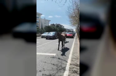 Başıboş atlar şehirde yolları mesken tuttu 