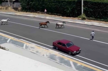 Başıboş atlar yürekleri ağza getirdi 