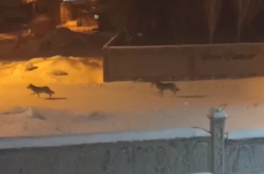 Başkale’de aç kalan kurtlar ilçeye indi 