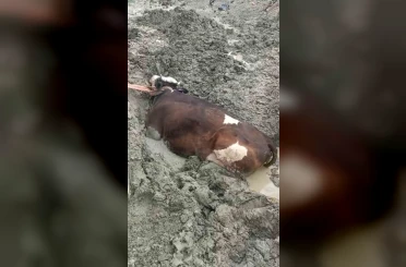 Bataklıkta mahsur kalan inek iş makinesiyle kurtarıldı 