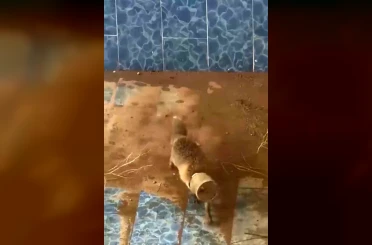Batman’da bidona kafası sıkışan tilki kurtarıldı 