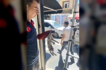 Batman’da platform arasında sıkışan kedi kurtarıldı 