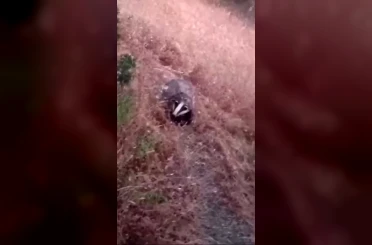Batman’da porsuk görüntülendi 