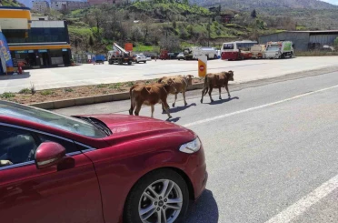 Batman’da yola çıkan büyükbaş hayvanlar sürücülere zor anlar yaşatıyor 