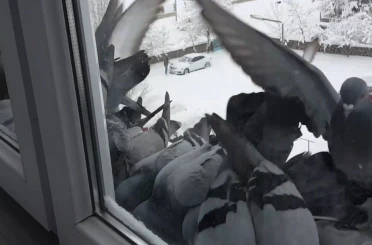 Bayburt’ta dondurucu soğuk: Güvercinler yem bulmak için pencerelere akın etti 