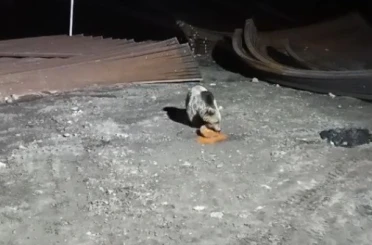 Bayburt’ta köpeklerin kovaladığı ayı yemeğini bırakmadı 