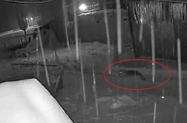 Bayburt’ta kurt sürüsünün köpeği kovaladığı anlar kamerada 