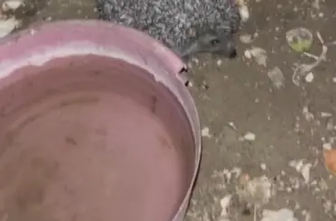 Bayburt’ta tavuklara bırakılan suya önce tilki şimdi de kirpi dadandı
