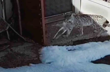 Bayburt’ta vaşağın tavşan avı kamerada 