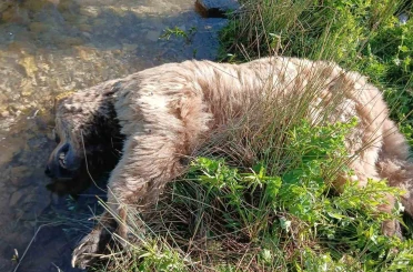 Bayburt’ta yaralı halde görülen bozayı ölü bulundu 