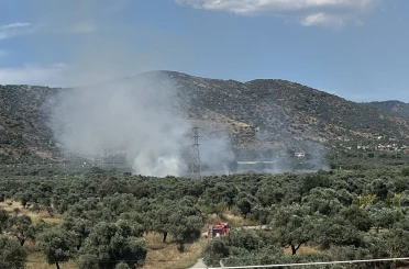 Bayındır’da zeytinlik alanda yangın 