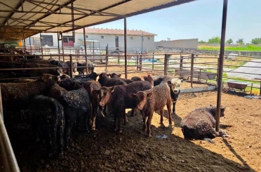 Besilik sığırlara yönelik kontrol ve denetimler sürüyor 