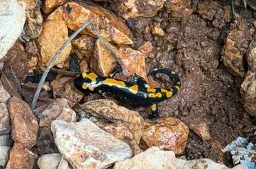 Besni’de ateş semenderi görüntülendi
