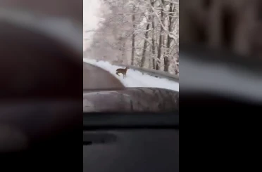 Beyaz örtü üzerinde tatlı karşılaşma: Karaca yola indi 