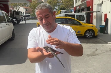 Beyoğlu’nda taksici bitkin halde bulduğu ebabil kuşunu korumaya aldı 