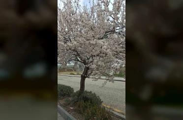 Beypazarı’nda badem ve kayısı ağaçları çiçek açtı 