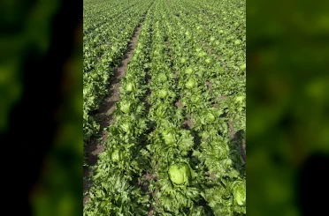 Beypazarı’nda dolu yağışı etkili oldu 