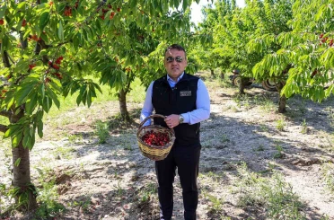 Bilecik’te 27 bin dekarda yıllık yaklaşık 15 bin 500 ton kiraz üretimi 