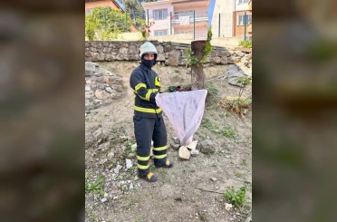 Bilecik’te caddede yakalanan ’oluklu kertenkele’ doğaya salındı 