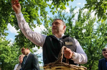 Bilecik’te can eriği hasadı başladı 
