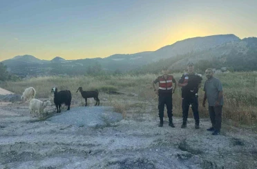 Bilecik’te kaybolan 9 küçükbaş hayvan bulunarak sahibine teslim edildi 