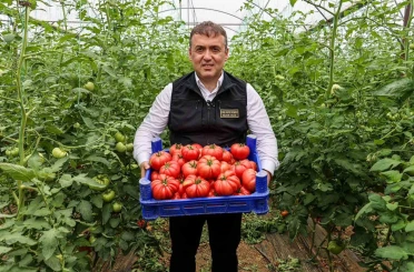 Bilecik’te örtü altı domates hasadı başladı 
